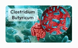 Clostridium Butyricum