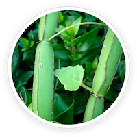 LipoSlend Cissus Quadrangularis