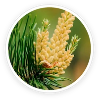 LipoSlend Pine Pollen Extract