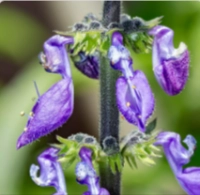 Coleus Forskohlii Root Extract