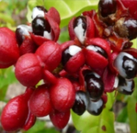 Guarana Seed Extract