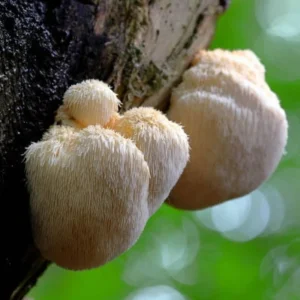 Lion’s Mane Mushroom