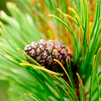 Pine Bark Extract