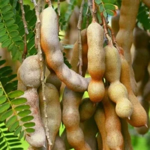 Tamarind